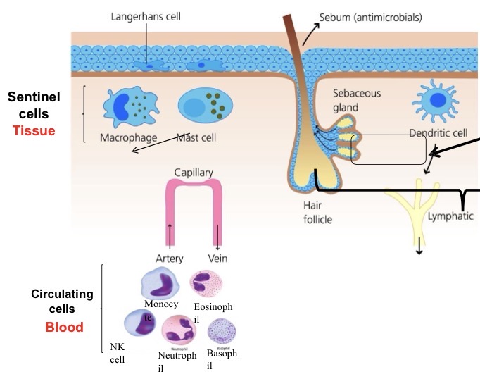 <p>Sentinel immune cells are in all our body surfaces </p><ul><li><p>Provide an immediate response</p></li><li><p>Activate our adaptive immune system </p></li></ul><p>Circulating immune cells provide:</p><ul><li><p>Quick ‘back up’</p></li><li><p>Specialised roles & functions </p></li></ul><p></p>