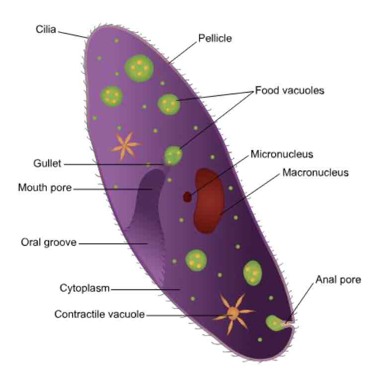 <p>Ciliates</p><p>-ex: <em>Balantidium coli</em> &amp; <em>Ichthyophthirius multifiliis</em></p>
