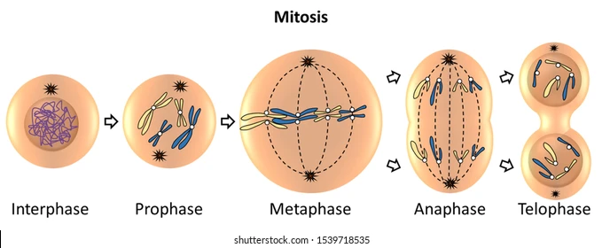 <ul><li><p>Centrioles move to opposite sides of the cell</p></li><li><p>The nuclear membrane breaks down</p></li><li><p>Nucleolus disappears</p></li><li><p>Mitotic spindle forms/attach between two centrosomes</p><ul><li><p>this creates kinetochores (proteins that help pull them apart)</p></li></ul></li><li><p>Microtubules attach at the kinetochores</p></li><li><p>Chromosomes begin moving to each side</p></li><li><p>Chromosomes become shorter and fatter by coiling</p></li></ul>