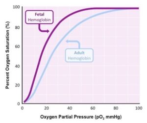 <p>Foetal haemoglobin has a higher affinity to oxygen - this is seen as a shift to the left compared to normal haemoglobin.</p><p>This means that at the same partial pressure the F.haemoglobin loads while the maternal haemoglobin unloads. This allows the f.haemoglobin to take oxygen from the m.haemoglobin.</p><p>A higher affinity is also required because foetuses get oxygen from the placenta not the lungs - there will never be 100% saturation like in the lungs. The higher affinity means the f.haemoglobin is able to get all the oxygen from the m.haemoglobin that it requires. </p>