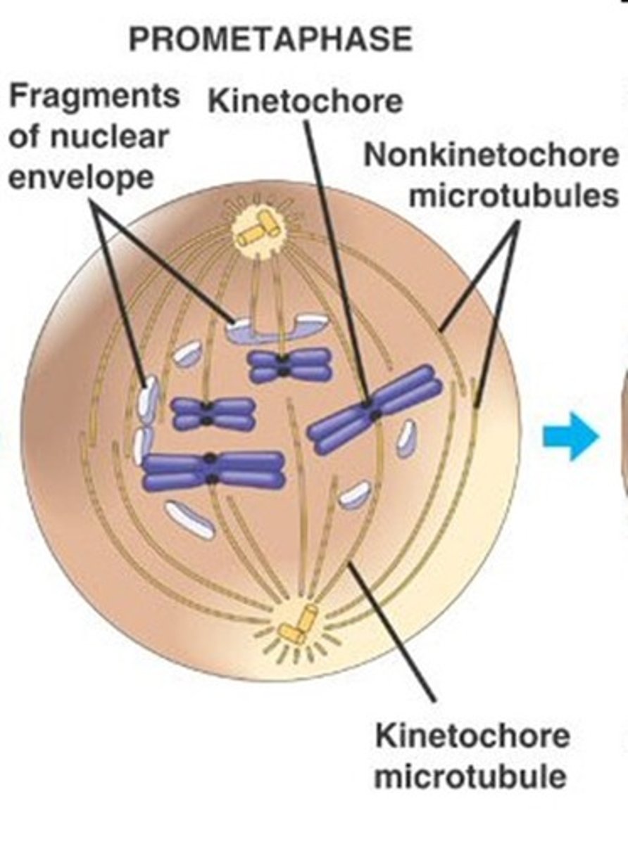 <p>prometaphase</p>