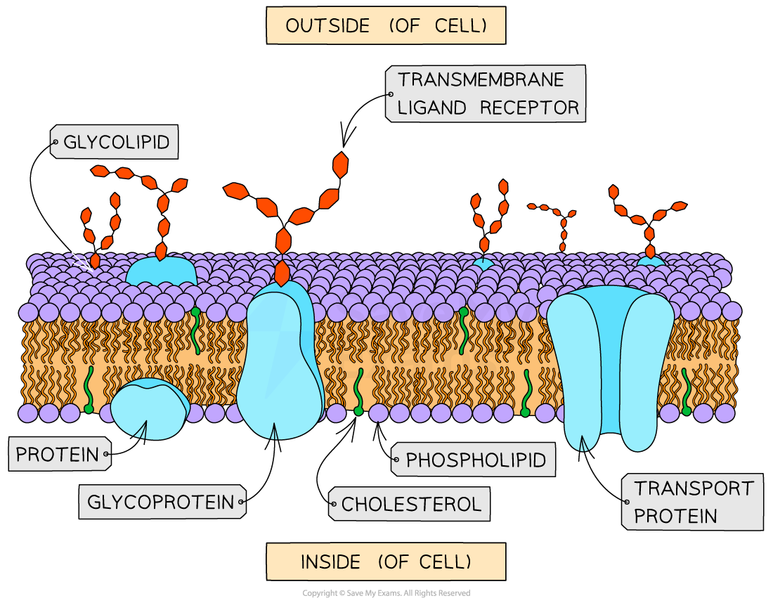<ul><li><p>Lipids with carbohydrate chains attached.</p></li><li><p>Roles:</p><ul><li><p>Cell markers / antigens.</p></li><li><p>Identified by immune system as self / non-self.</p></li></ul></li></ul><p></p>