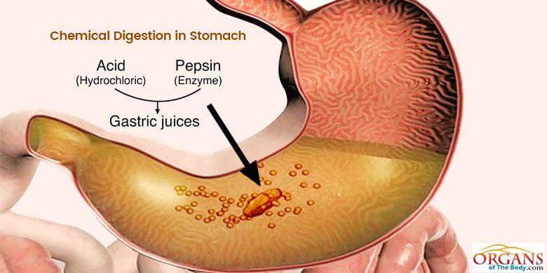 <p>Breaking down food into small molecules through chemical reactions, aided by enzymes and stomach acid.</p>