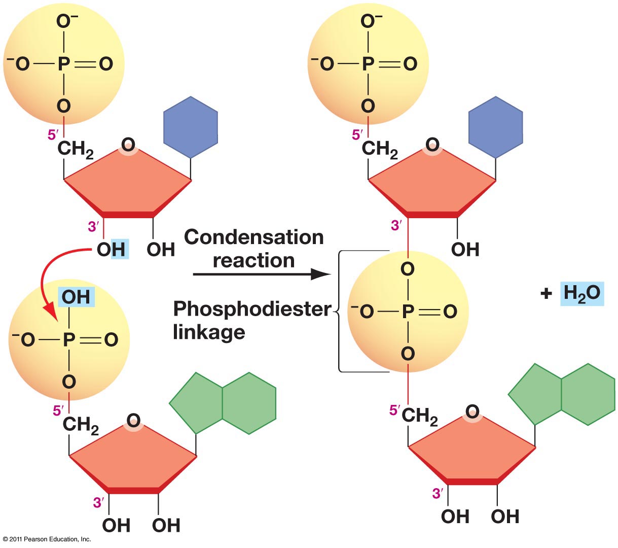 <p>Nucleotides connect by creating covalent bonds between the sugar of one nucleotide  and the phosphate group of another nucleotide in a condensation reaction.</p><p>The 5’ phosphate group on one nucleotide forms a new  covalent bond with the 3&apos; carbon on the pentose of the next nucleotide.   Water is created as a byproduct.</p>