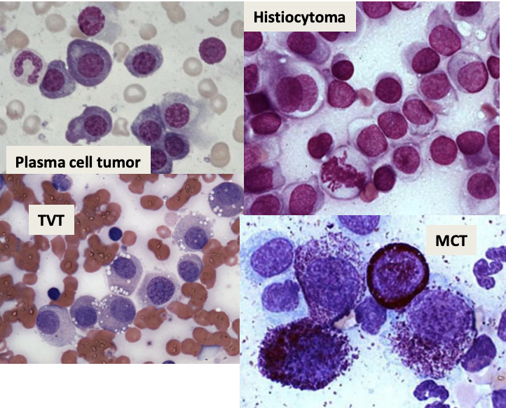 <p>What cells on an FNA have a round nucleus, round-scant-moderate cytoplasm, and exfoliative cells that are individual and discrete? They are indicative of plasma cell tumor, TVT, MCT, LSA, and histiocytoma.</p>