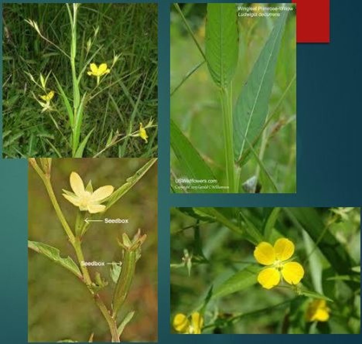 <p>Ludwigia spp.<br>Aquatic, waterfowl, amphibian benefit<br>Native/some introduced<br>Forb</p>