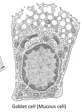 <p>Secrete mucus</p>