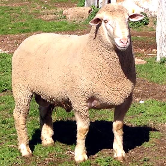 <p>Identify this sheep breed </p>