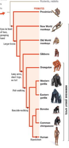 <p>prosimians, lemurs, smaller brained; anthropoids, monkeys, tails; hominoids, oragutans, gorrila, human, great apes, bipedal</p>