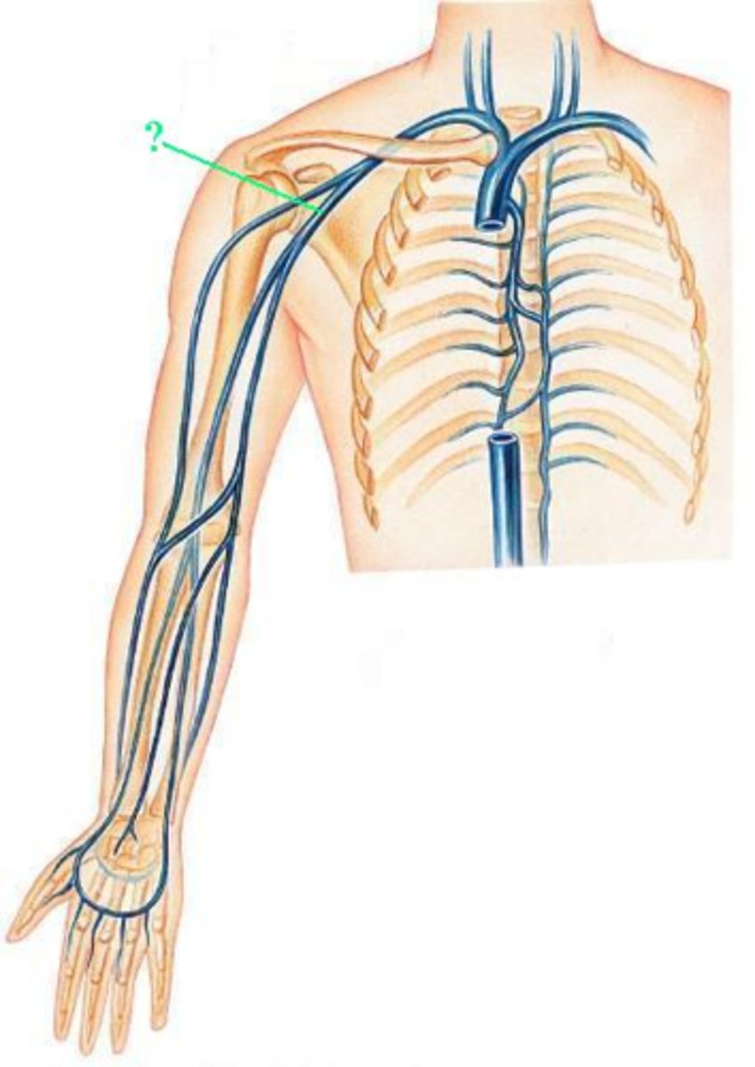 <p>Identify the indicated blood vessel.</p>