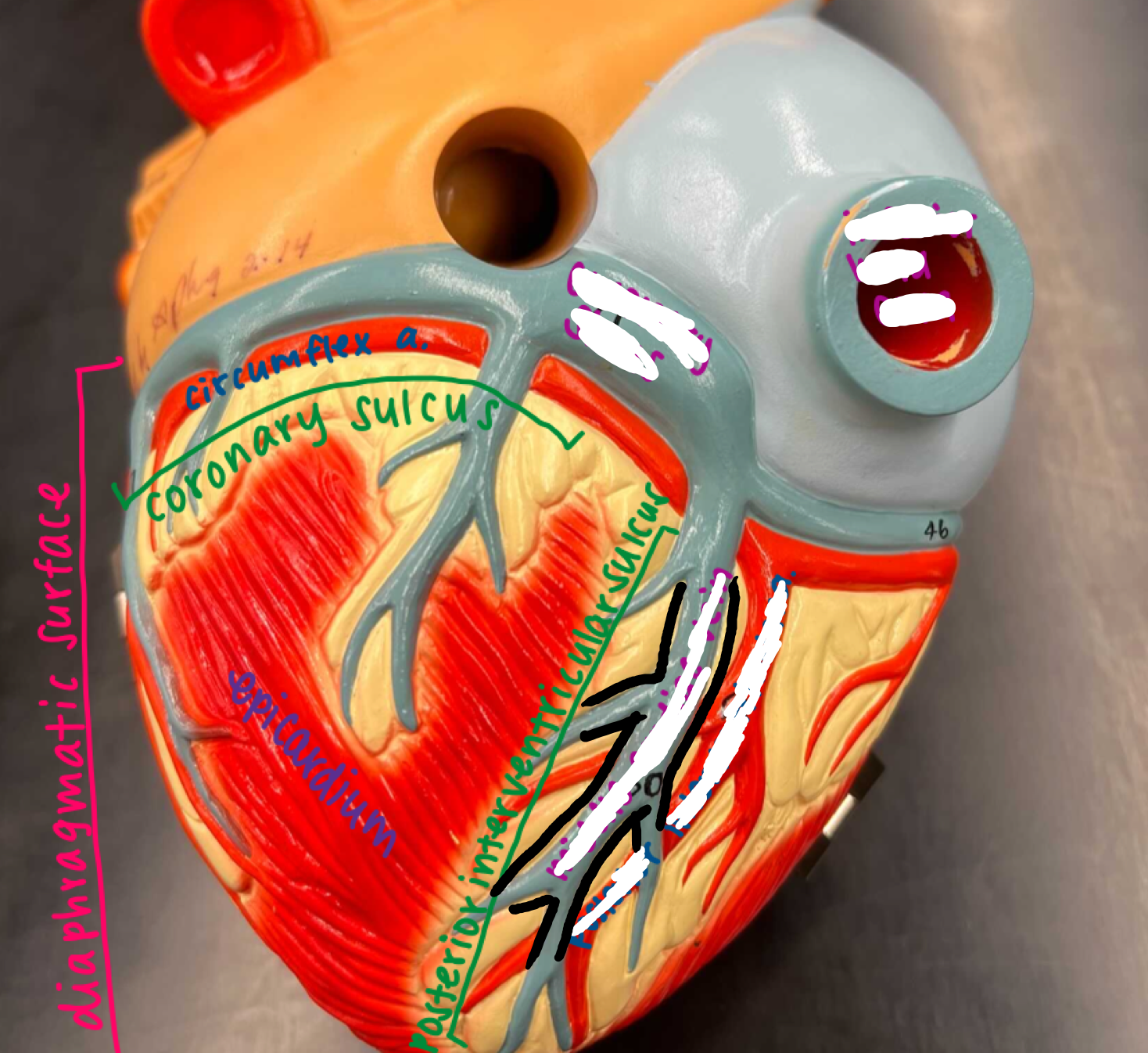 <p>On the bottom of the heart, the spiky blue extension coming off the coronary sinus</p>