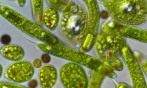 <p>Phylum: Excavata<br>Euglenazoans</p><p>Freeliving Mixotroph</p><p>Unicellular</p><p>Flexible Pellicle (motility)<br>Modified Mitochondria</p>