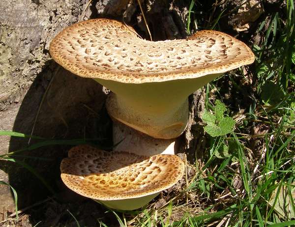 <p>What fungus is this? (Scientific name)</p>