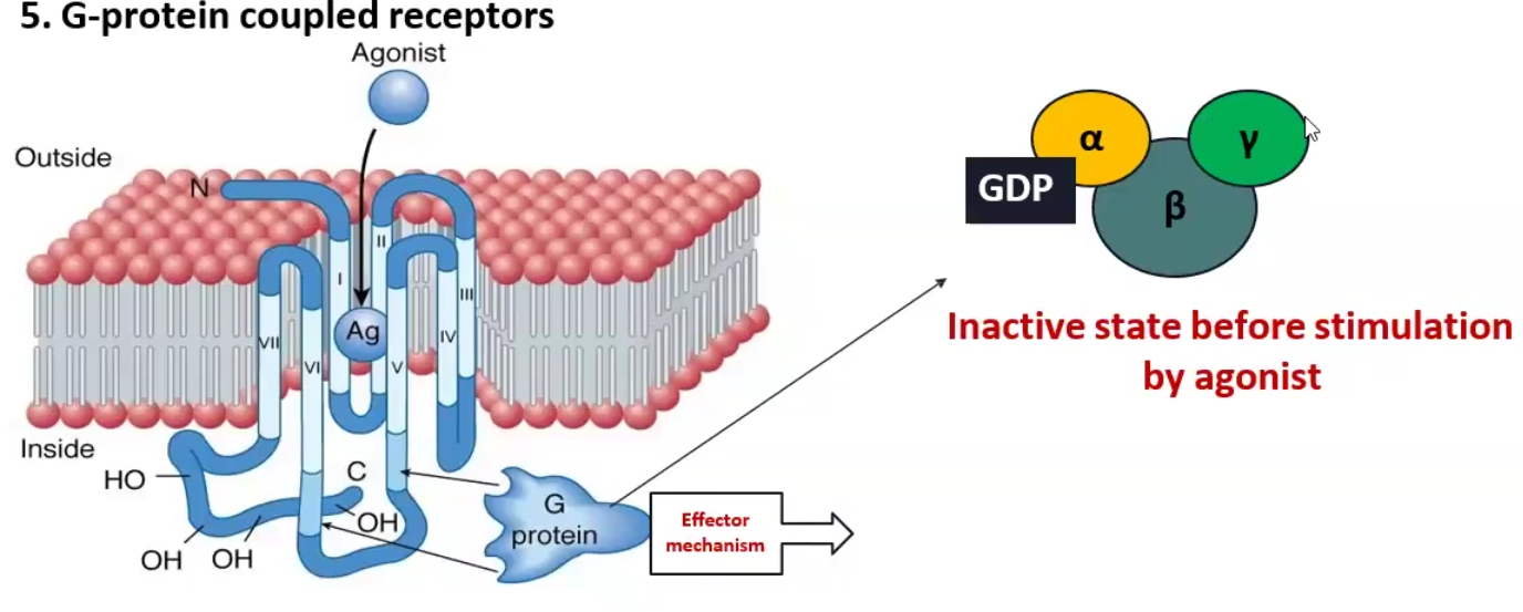 <p>G-coupled receptors are the most abundant transmembrane receptor in humans, these receptors have a membrane subunit and a G protein attached to the cytosolic component, once the ligand binds to the outside, the G protein becomes activated and causes an effect inside</p><ul><li><p>Alpha-1 adrenergic (NE) receptor is coupled to <strong>Gq</strong> protein and increases Phospholipase C, which stimulates <strong>DAG</strong> 2nd messenger</p><ul><li><p>Causes Vasoconstriction</p></li></ul></li><li><p>Beta-1 adrenergic (NE) receptor and Histamine-2 receptor are coupled to <strong>Gs</strong> proteins and increases Adenylyl cyclase, which stimulates <strong>cAMP </strong>2nd messenger</p><ul><li><p>Causes contraction of heart</p></li></ul></li></ul><p></p>