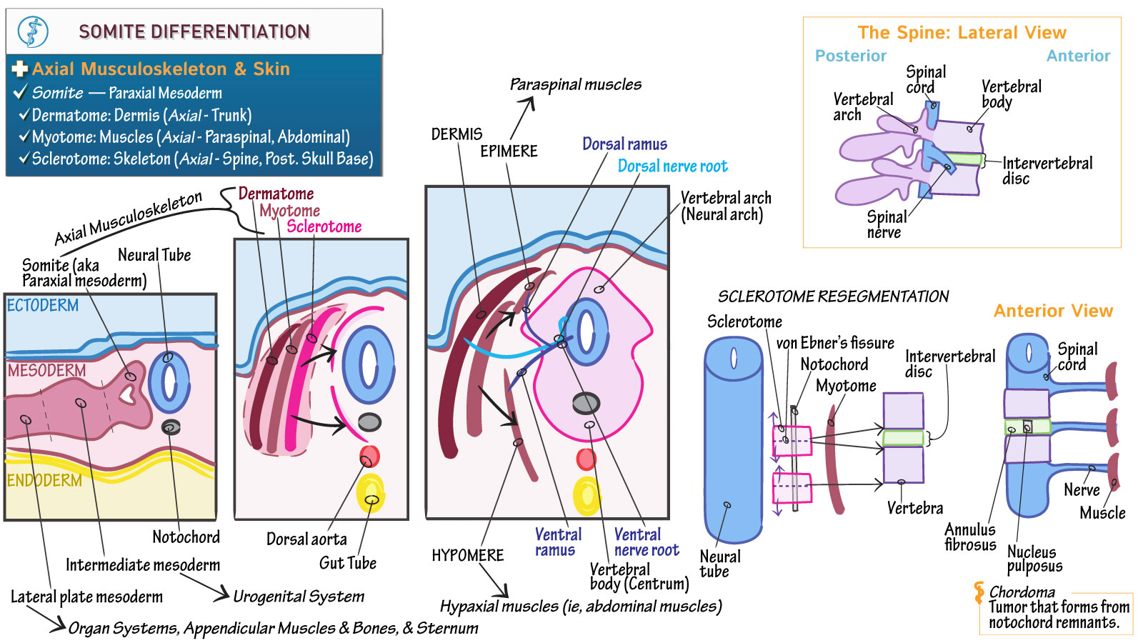 <p><strong>Sclerotome</strong>: forms <strong>vertebrae and ribs</strong> </p><p><strong>Dermatome</strong>: forms the <strong>dermis</strong> of the <strong>dorsal skin</strong></p><p><strong>Myotome</strong>: forms <strong>skeletal muscles</strong></p>