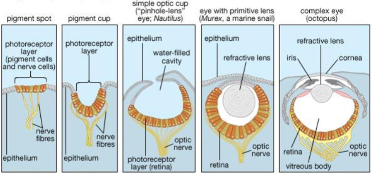 <p>Stages of eye complexity in mollusks</p><p></p>