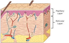 <ul><li><p>papillary layer</p></li><li><p>reticular layer</p></li></ul><p></p>