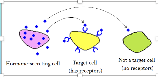 <p>Cell with receptors for a particular hormone</p>