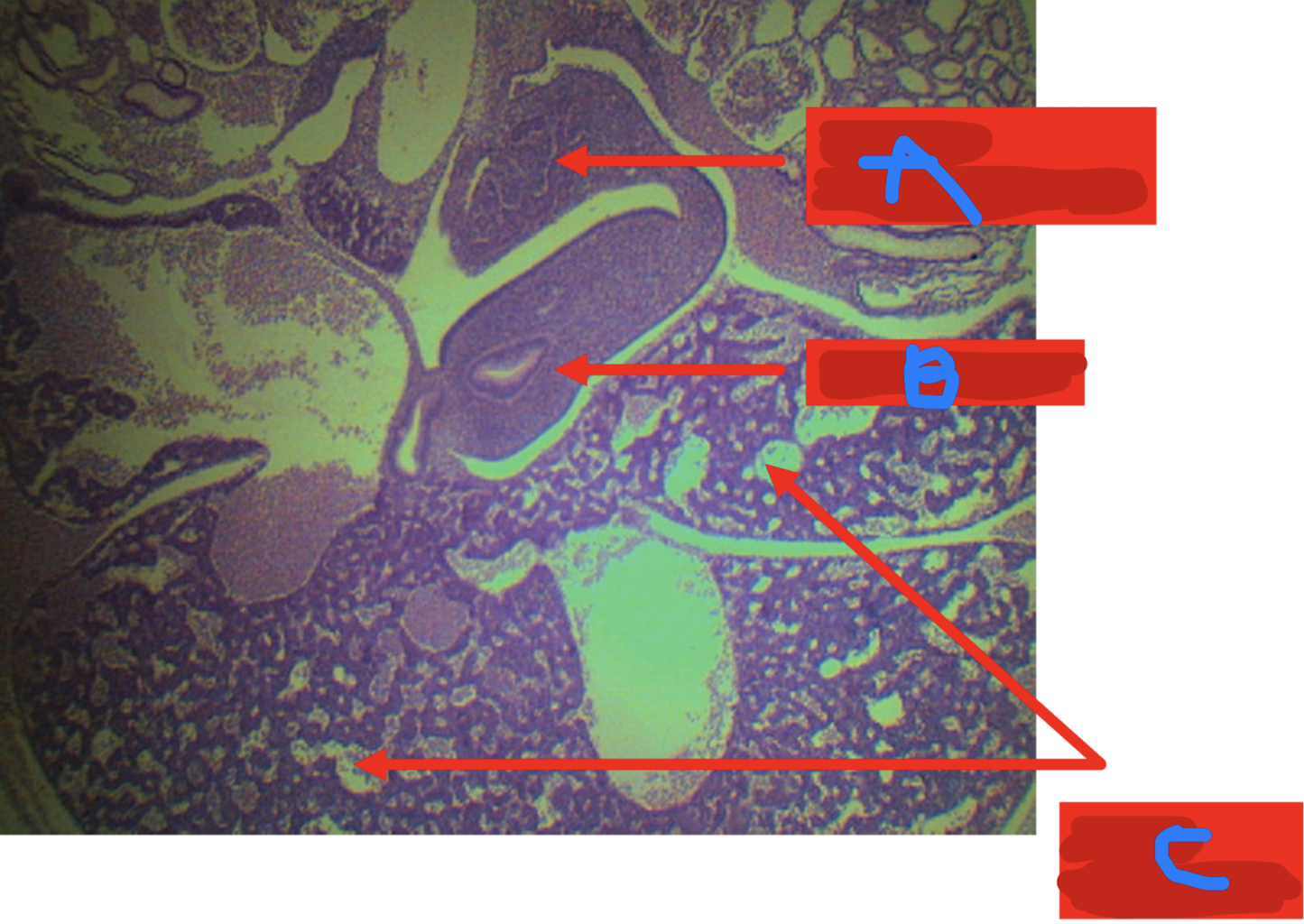 <p>Identify the structure</p>