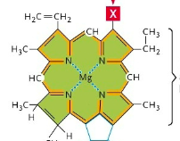 <p>ring structure in chloroplast where there is Mg++ ion in the middle&nbsp;</p><p></p>
