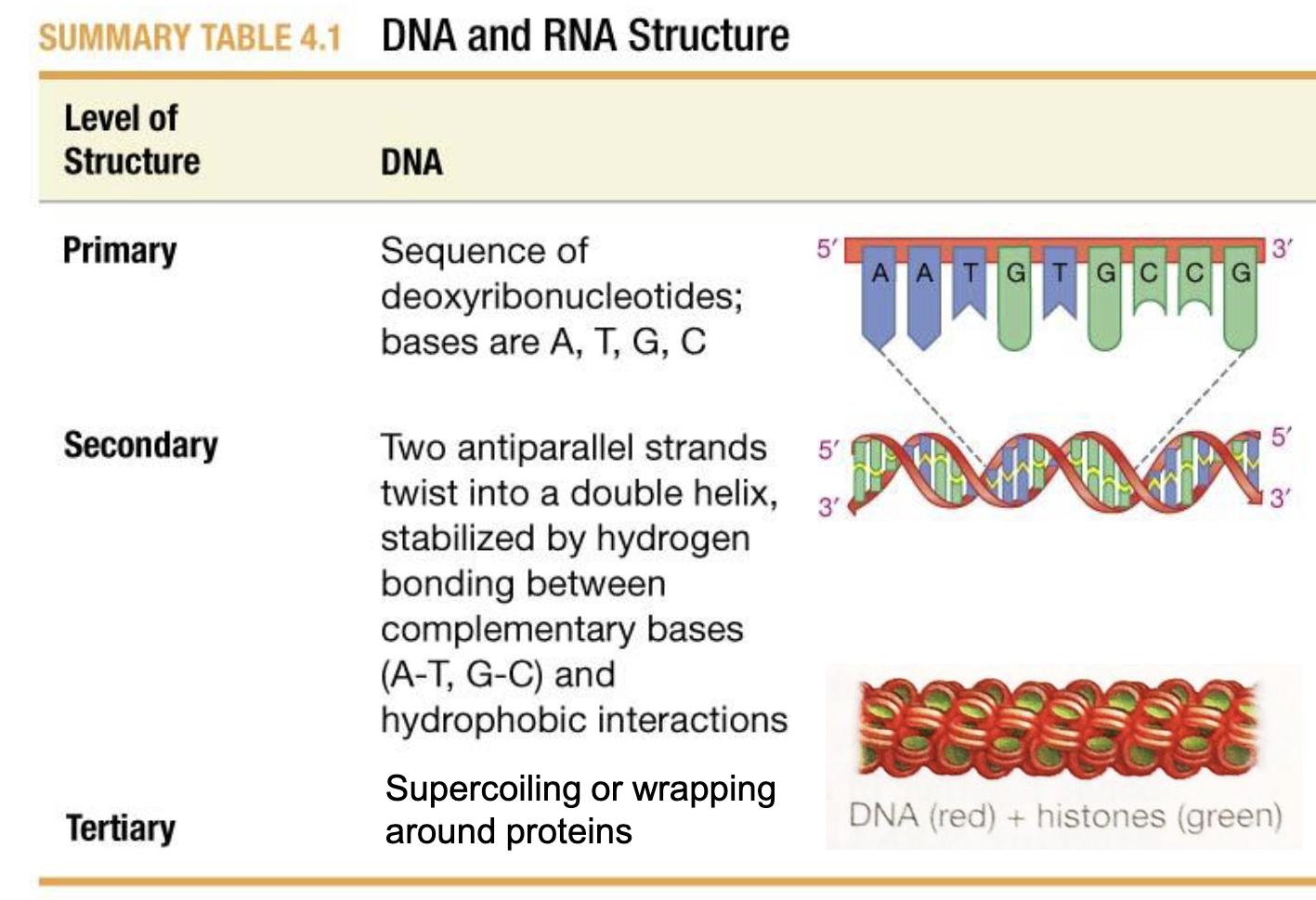 <p>Primary: Base Sequence</p><p>Secondary: Two antiparallel strands twisted into a double helix, stabilized by h-bonds between complimentary base pairs, and hydrophobic interactions</p><p>Tertiary: Supercoiling (Coiling on itself) or wrapping around proteins</p>