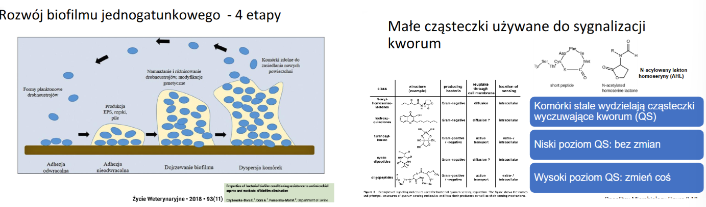 <p>Komunikacja między bakteriami (quorum sensing):</p><p>● Bakterie komunikują się za pomocą cząsteczek sygnałowych (autoinduktorów).</p><p>● Gdy stężenie autoinduktorów osiągnie pewien próg (kworum), aktywowane są określone geny i procesy.</p><p>● N-acylowane laktony homoseryny (AHL) są przykładem cząsteczek QS.</p><p></p><p>Znaczenie w tworzeniu biofilmu:</p><p>● Wydzielanie EPS (substancji pozakomórkowych): Komunikacja kworum indukuje wydzielanie substancji pozakomórkowych, które tworzą macierz biofilmu.</p><p>● Nieodwracalne przywieranie do podłoża: Cząsteczki sygnałowe powodują, że bakterie trwale przywierają do podłoża.</p><p>● Zróżnicowanie komórek: Komunikacja kworum wpływa na zróżnicowanie komórek w biofilmie i tworzenie struktur przestrzennych.</p>