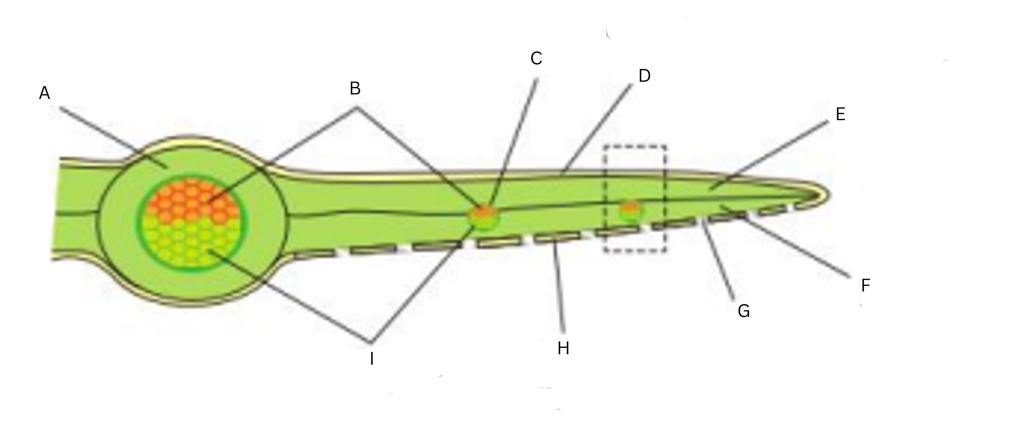 <ul><li><p>Label this diagram (9)</p></li></ul>