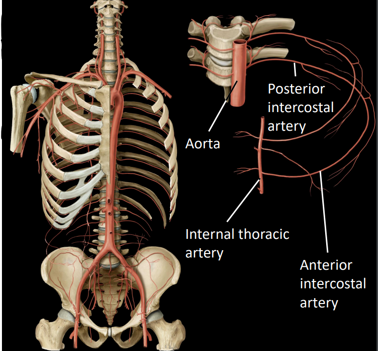 <p><strong><u>2 sets of intercostal arteries:</u></strong></p><ul><li><p>anterior intercostal arteries - arises from internal thoracic artery (lateral of sternum)</p></li><li><p>posterior intercostal arteries - arises from the aorta</p></li></ul><p></p><p>anterior &amp; posterior intercostal arteries with anastomose (connect) with each other at the most lateral part of the trunk wall</p>