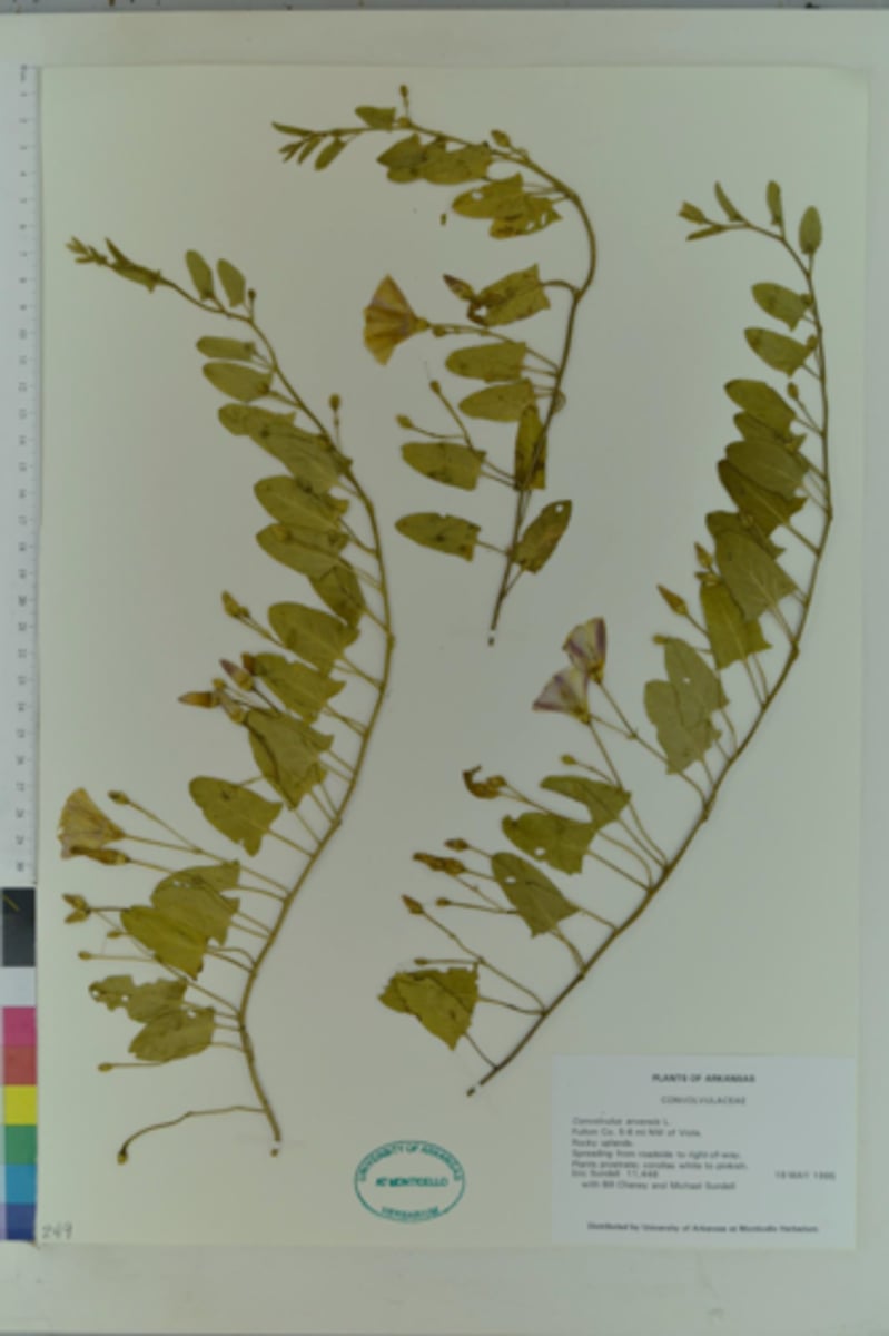 <p>Field bindweed</p>