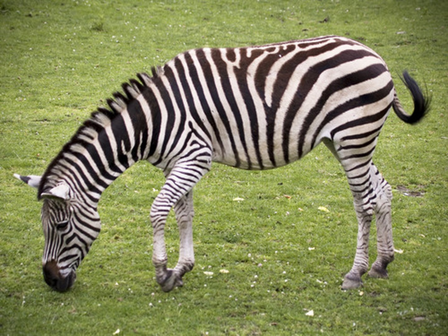 <p>They have adapted to diet variations: lots of food during the wet season and little food during the dry season. There's a large variety of animals as well.</p>