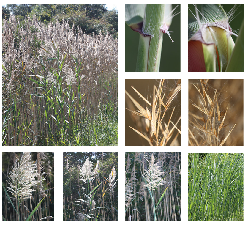 <p>Phragmites</p>