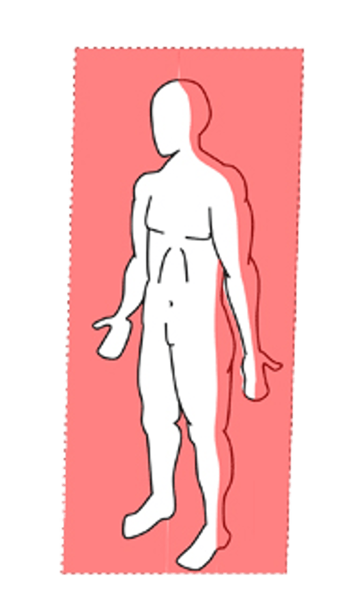 <p>vertical plane, dividing the body into front and back pieces</p>