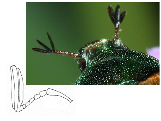 <p>Lamellate Antennae</p>