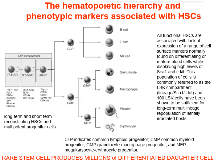 <p>HSCs</p><p>long term and short term HSCs can repopulate entire cell population</p>