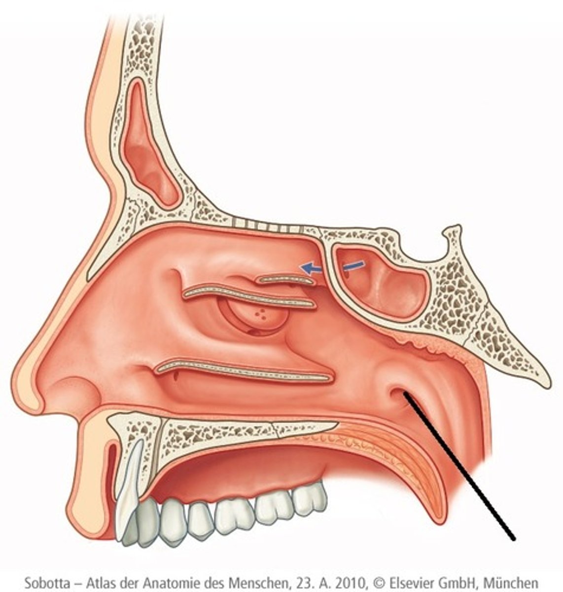 <p>opening v/d buis van Eustachius</p>