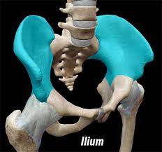 <p>what bone is this?</p>