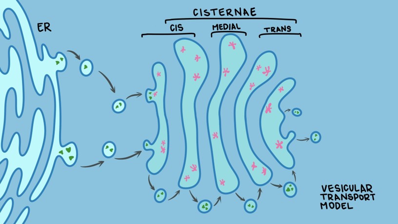 **proteins move, glycosylases stay**

* each cisterna is a bag of resident glycosylases


* a vesicle with a cargo protein fuses with the first cisterna and moves through each sequentially
