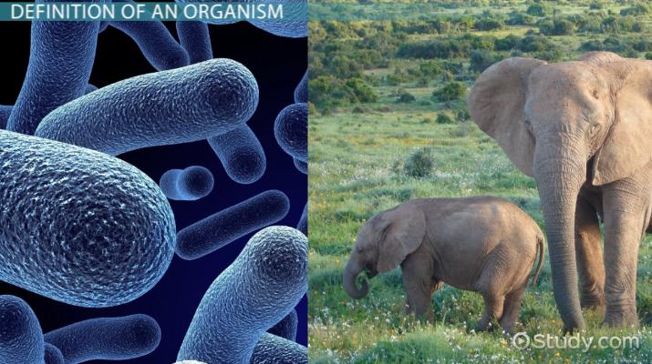 Organism