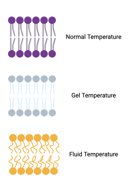 <p>temperature is colder, with no kinks in phospholipids making them more tightly packed together</p>