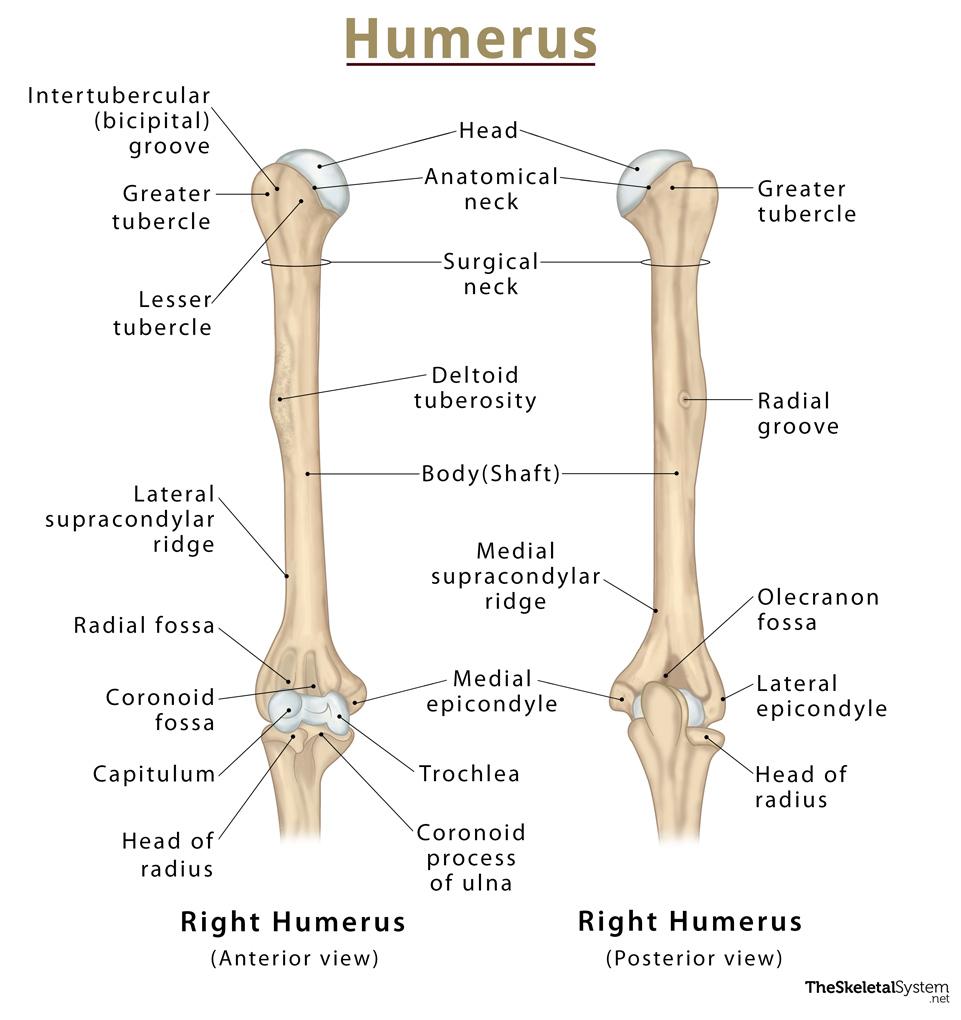 <ul><li><p>greater &amp; lesser tubercles</p></li><li><p>intertubercular groove (bicipital groove)</p></li><li><p>deltoid tuberosity</p></li><li><p>head</p></li><li><p>olecranon fossa</p></li><li><p>capitulum</p></li><li><p>trochlea</p></li><li><p>coronoid fossa</p></li><li><p>lateral and medial epicondyles</p></li></ul><p></p>