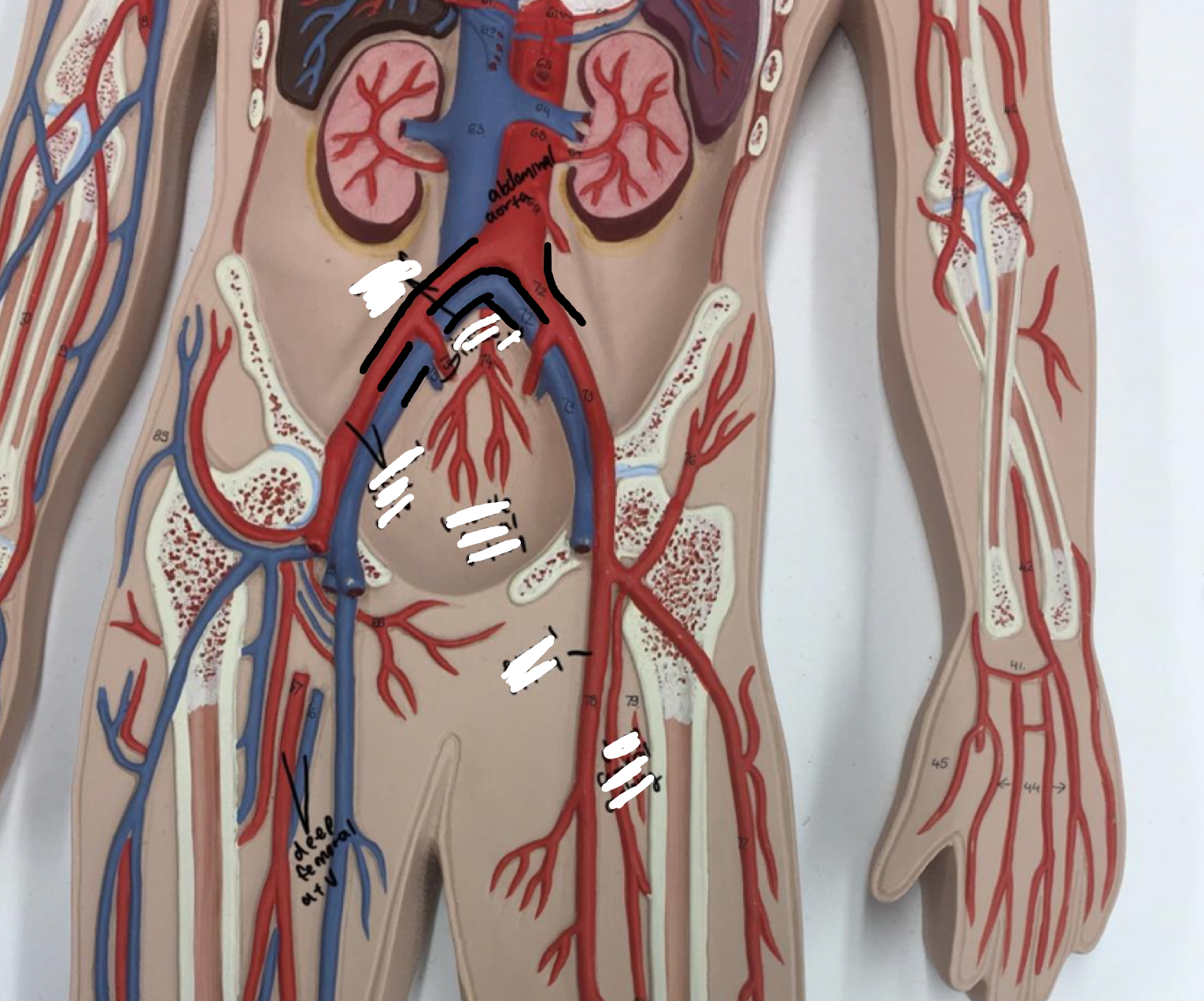 <p>The artery and vein closest to the arch of the pelvis</p>
