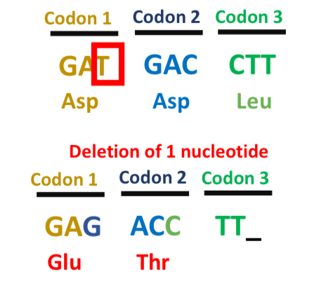 <p>Mutations that shift the reading frame via the insertion/deletion of nucleotides</p><ul><li><p>NOT ALL INSERTIONS/DELETIONS CAUSE THESE MUTATIONS</p></li></ul><p></p>