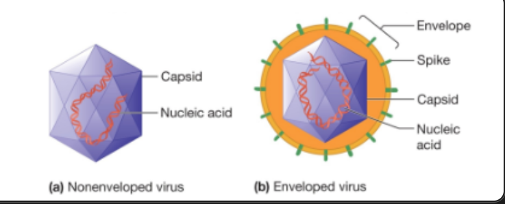 <p>It <strong>protects the viral genome</strong> and helps transfer it into the host cell - functions as the protein coat of the virus </p>