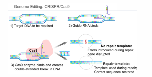 <p>“Clustered Regularly Interspaced Short Palindromic Repeats”</p><ul><li><p>one repair mechanism can lead to knock outs, whereas the second can lead to knock ins</p></li></ul><p></p>