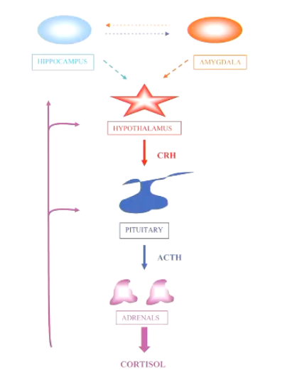 <p>The sudden termination of corticosteroid therapy could result in a <strong>life-threatening crisis</strong></p><ul><li><p>The negative feedback that exogenous corticosteroids apply to the hypothalamus leads to suppression of the HPA axis (see image)</p></li><li><p>Results in expression of ACTH, followed by atrophy of the adrenal glands</p></li></ul><p></p>
