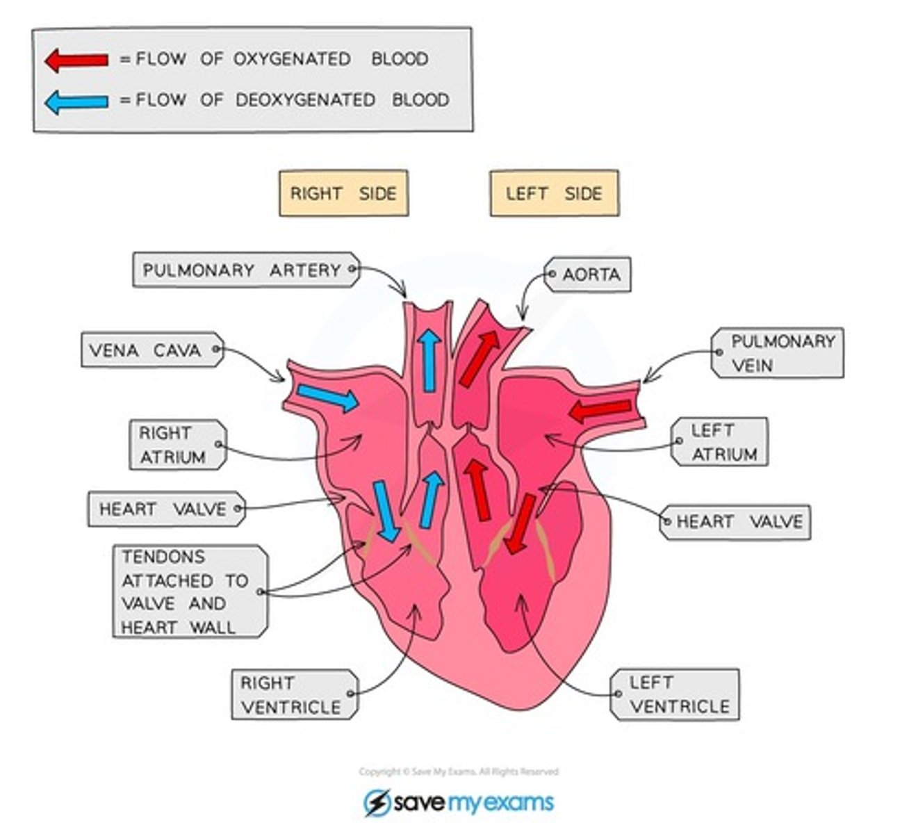 <p>a large vein carrying deoxygenated blood into the heart</p>