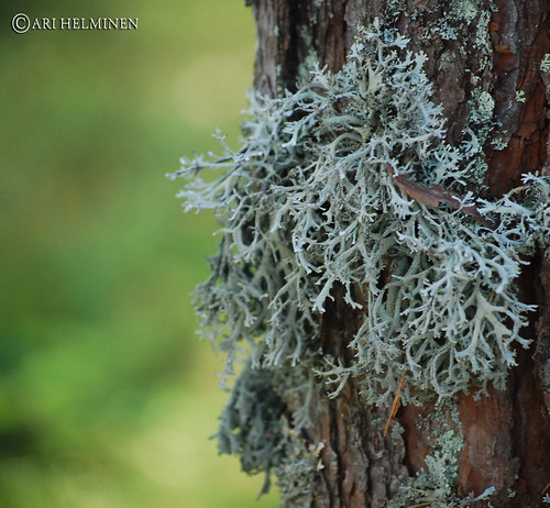 shrub-like thallus