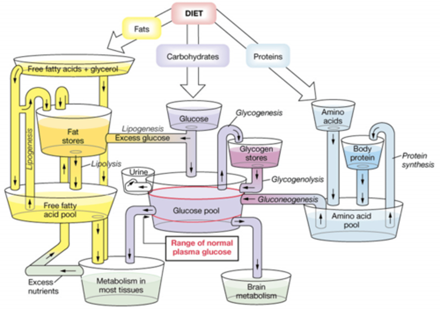 <p>You eat 3 macros:carbs, fats, protein</p><p>FATS:</p><p>break down into FA+ glycerol and go into the free fatty acid pool for metabolism. Excess FA is stored.</p><p>ANY EXCESS NUTRIENTS ARE STORED AS FAT.</p><p>CARBS:</p><p>break into glucose and excess is stored as fat. Rest enters the glucose pool to be used for brain metabolism, excess is stored as fat, stored at glycogen, used in metabolism in tissues or excreted in urine.</p><p>PROTEINS:</p><p>breaks into AA, and goes into the AA pool. Excess is converted to glucose. AA pool is used to make proteins, and when they are broken down they contribute back into the AA pool</p>