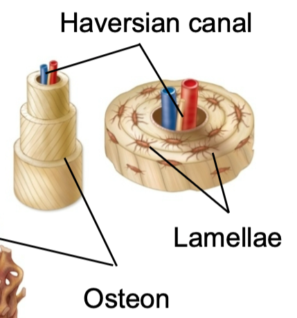 1. Found in compact bone
2. Located inside osteons
3. Provides
- Blood supply
- Nutrients
- Nerves