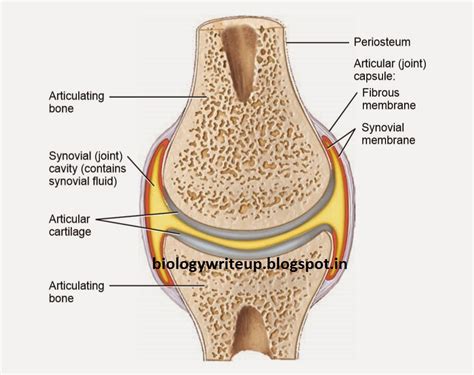 <p>fibrous membrane</p>